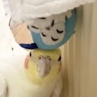月島アルパカ