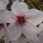 フォッカー=テム