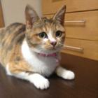 片想い中の中学生