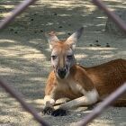 春巻丸掃(ハルマキ マルハ)