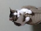 ユウ