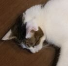 悠城静(別垢静谷悠)