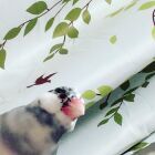 シマノ　ワタオ