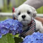 ひーちゃんはやぴー