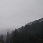 えっしゃー（エミリオ猫）