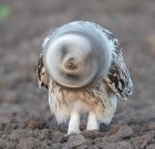 アズライト