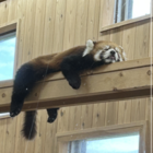 鹿又杏奈\( ᐛ )/