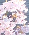 あさば