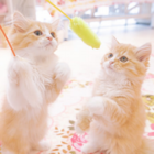 のえ桐花