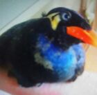 宝希☆／無空★