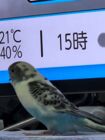 にじくす　まさしよ