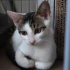 やまぐちこはる