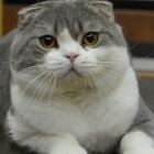 しまハム(´・ω・`)