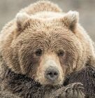 クマ・くまくま