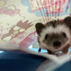 小豆あずきーコマメアズキー