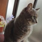 黒にゃんころもち