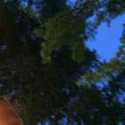 カーペットタイツ