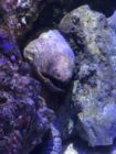 瓜さむこ