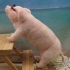 石井はっ花