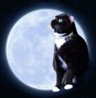 寝子月（nekozuki）