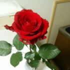 リオン（未完系。）