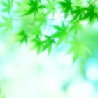 翡翠