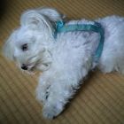 ばっちゃん〈O.B.A おーば〉