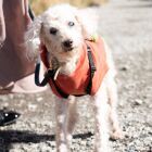 山口じゅり（感想募集中）