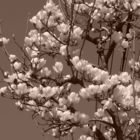 magnolia