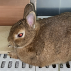 taro