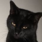 めんどくさがり屋