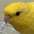 ゆーみん