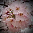 みかん桜