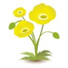 黄野ポピー