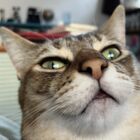 赤ぺこ