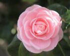 芙月みひろ