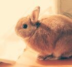 シュレディンガーのうさぎ