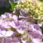 イリマウンテン