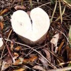 絵本の国ミルク