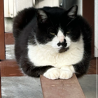 猫野  おむすび