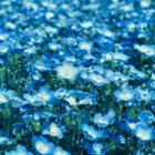 花染アオイ