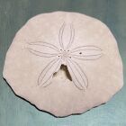 くろす・ねひる