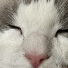 いとこんドリア