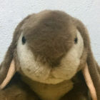 こげちゃウサちゃん