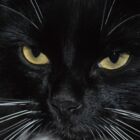 黒猫と白薔薇