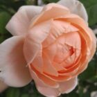 マリ・シンジュ