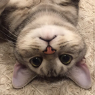 ニャンコベー人