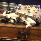 夢麗華零猫中2病