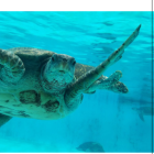 えごのかたまり。