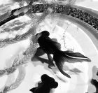 火箸プレパラット